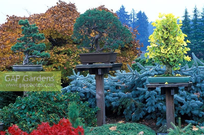 Affichage des bonsaïs sur des poteaux en bois dans le jardin