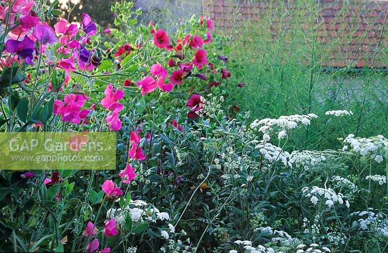 Parterre d'été informel avec Lathyrus - Sweet Pea et Ammi majus - Bishop's Flower à Gowan Cottage dans le Suffolk
