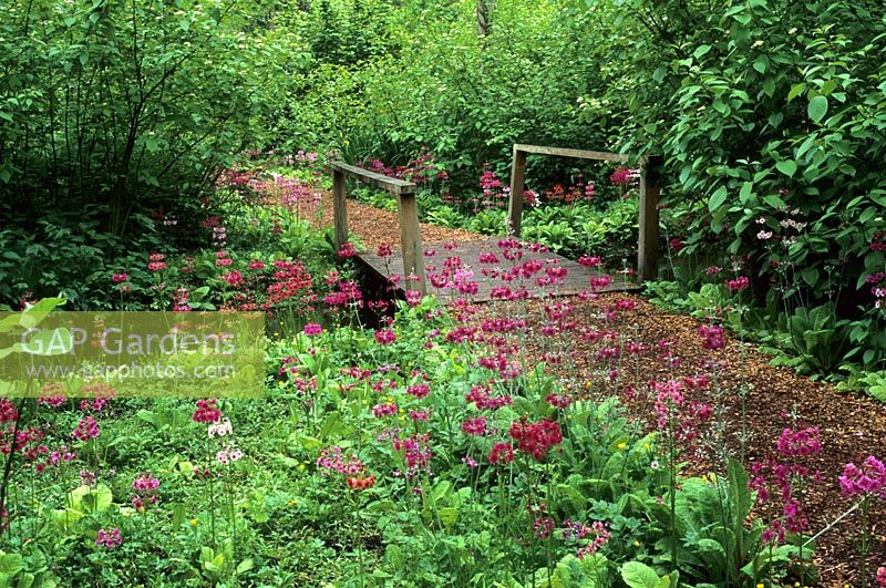 Pont dans le jardin de printemps avec Primula à Fairhaven Water Gardens à Norfolk