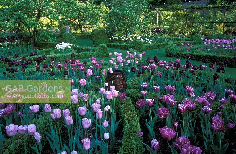 Tulipa et Mespilus - Coings dans le jardin de nœuds au festival des tulipes de Cerney House Gardens. Tulipa 'Arabian Mystery', 'Black Hero', 'Blue Diamond', 'Shirley', 'Queen of Night' et 'Mount Tacoma' en mai.