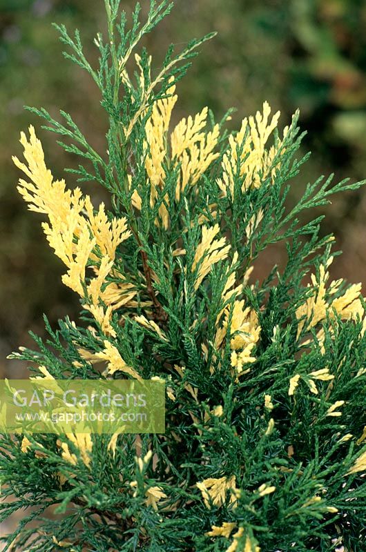 Juniperus chinensis 'Plumosa aurea'