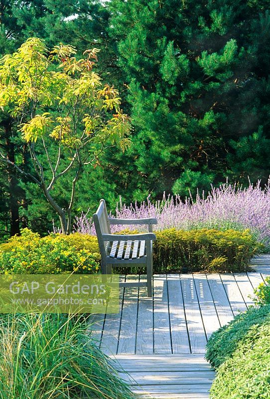 Terrasse en bois avec banc et plantation de style prairie naturelle avec Perovskia atriplicifolia 'Blue Spire'