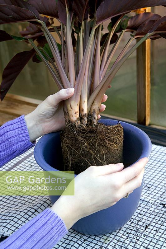 Rempoter une plante d'intérieur dans un nouveau pot (Calathea crocata)