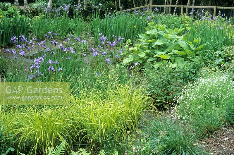 Jardin marécageux avec Iris sibirica 'Papillon' au Wave Garden, Pensthorpe, Norfolk