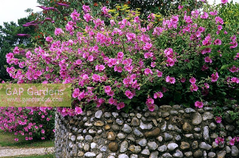 Mur de silex de limite de jardin avec Lavatera et Buddleia