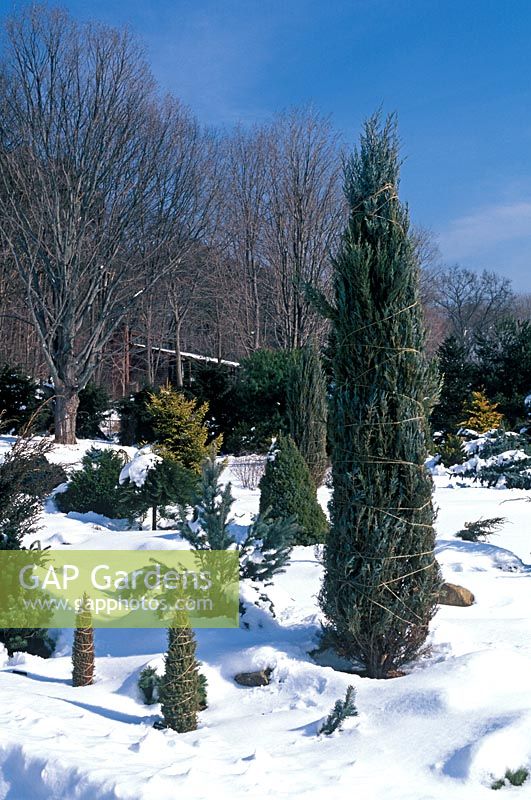 Parterre d'hiver avec Juniperus scopulorum 'Skyrocket', conifères attachés avec une corde pour se protéger contre les dommages causés par les chutes de neige en hiver.