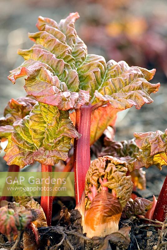 Rheum x hybridum 'Grandad's Favorite' - Rhubarbe, nouvelle croissance émergeant du sol