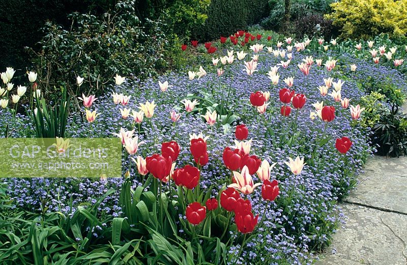 Tulipes et myosotis dans le long parterre de fleurs de Great Dixter. La tulipe blanche à stipes rouges est Tulipa 'Marilyn', la tulipe rouge est une ancienne variété inconnue.