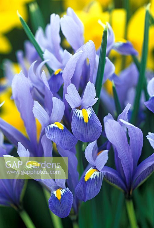 Iris reticulata 'Cantab'