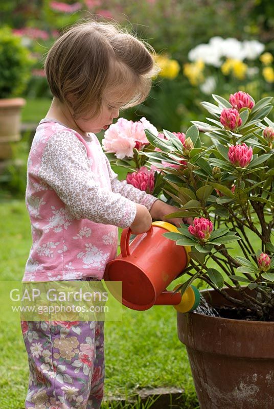 Jeune fille arrosant le Rhododendron 'Dreamland'