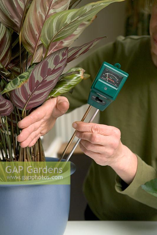 Utilisation d'un compteur combiné réglé sur un indicateur d'humidité pour tester le sol des plantes d'intérieur - ce compteur peut également être utilisé pour indiquer le pH et l'intensité lumineuse