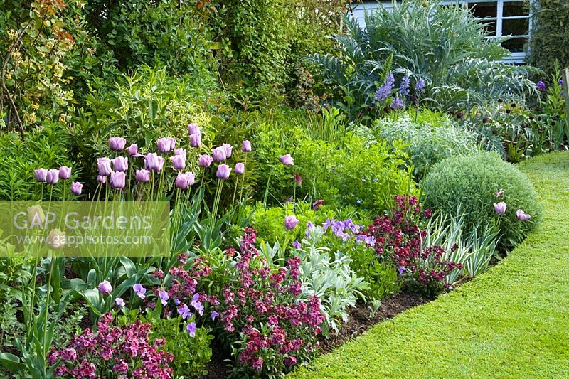 Parterre de printemps et pelouse à Eastgrove Cottage avec Tulipa 'Bleu Aimable' avec Erysimum 'Bloomsy Baby Purple' (giroflée) et Viola cornuta au premier plan