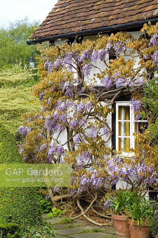 Wisteria floribunda poussant sur un mur à Eastgrove Cottage - glycine japonaise
