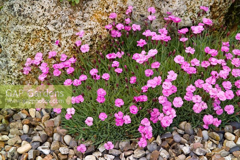 Dianthus 'Pink Jewel' poussant parmi les rochers