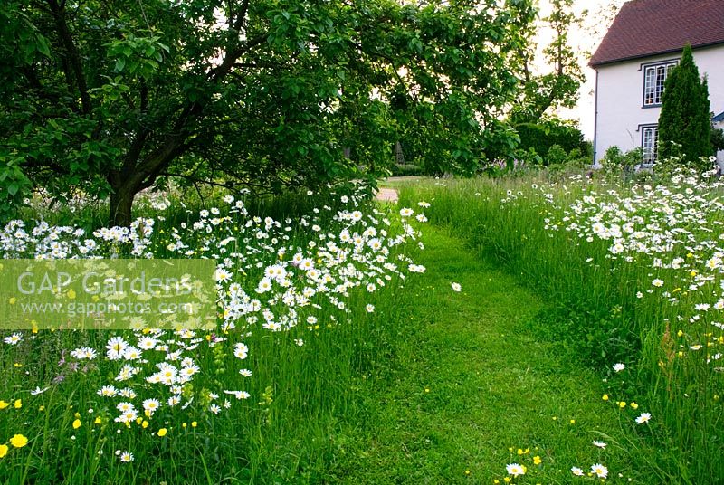 Prairie de fleurs sauvages dans le jardin du Suffolk avec chemin d'herbe coupé à travers - Plantes dans les marguerites anthemis prairie, renoncule, Lychnis flos cuculi, Rhinanthus minor et herbes de prairie