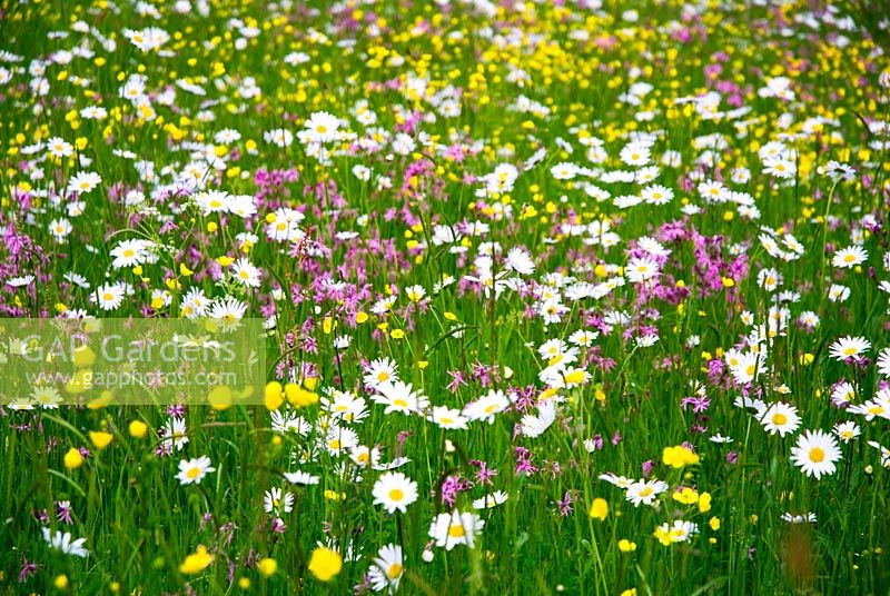 Swathe de fleurs sauvages dans le pré dans le Suffolk