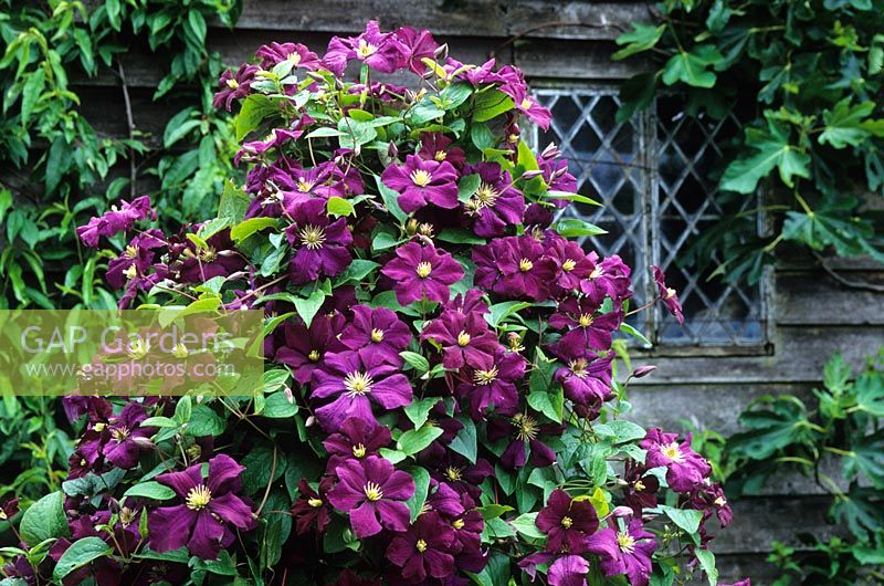 Clématite 'Etoile Violette' qui grandit dans le Barn Garden de Great Dixter