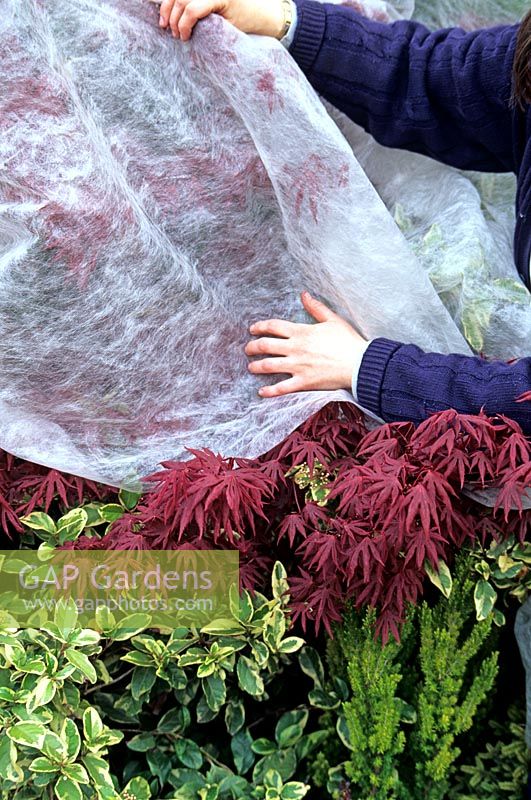 Protection des feuilles fraîchement émergées d'un érable japonais à feuilles rouges - Acer palmatum 'Atropurpureum' avec toison pour se protéger des gelées nocturnes