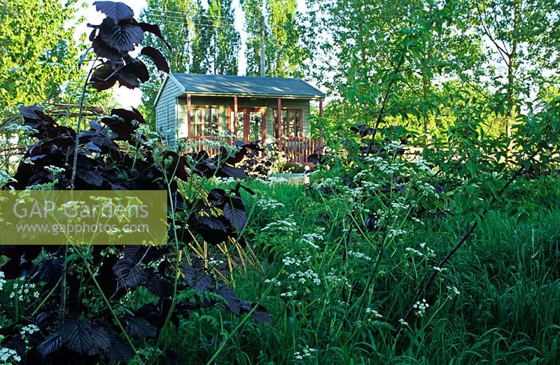 Corylus avelana 'Purpurea' et Anthriscus sylvestris dans le pré avec vue sur le pavillon du jardin - The Lucy Redman School of Garden Design, Suffolk