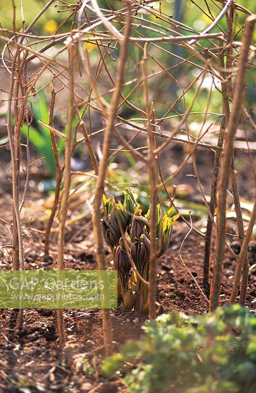 Herbaceous Paeonia - Des pousses de pivoine émergent avec des bâtonnets de rameaux poussés autour de la touffe pour un soutien ultérieur
