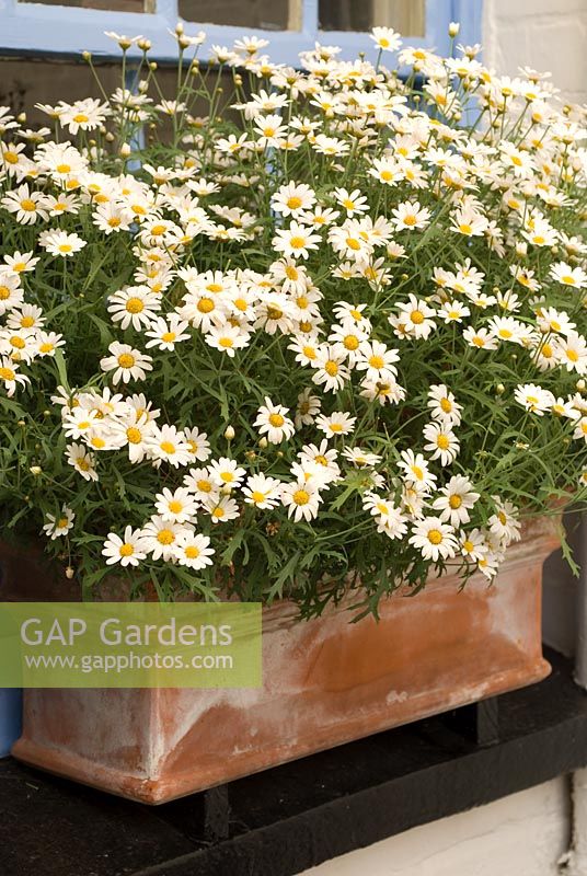 Argyranthemum frutescens - Marguerite Daisy