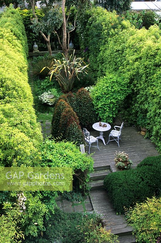 Petit jardin de la ville avec de hautes haies Pittosporum et un coin salon surélevé sur une terrasse en bois - Carl St, San Francisco