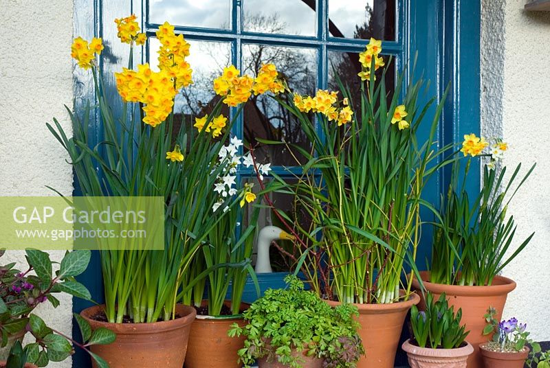 Narcisse 'Soleil d ' Or' et Narcisse 'Paperwhites' dans des pots en terre cuite - étalage décoratif d'ampoules forcées dans le porche - Norfolk