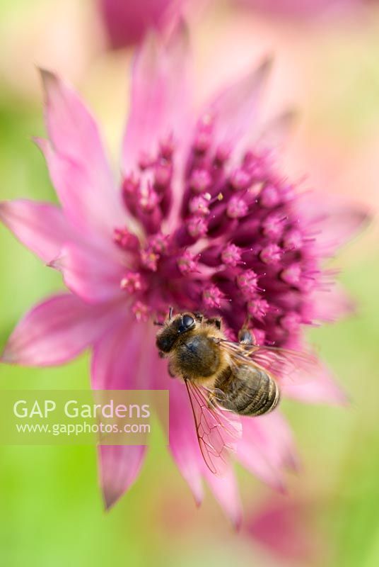 Astrantia major 'Roma' fleur avec abeille