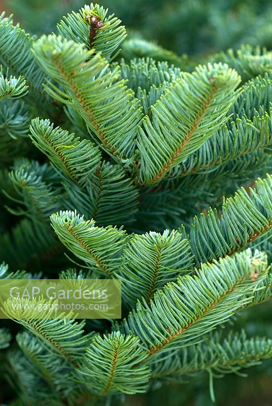 Abies procera - Sapin noble