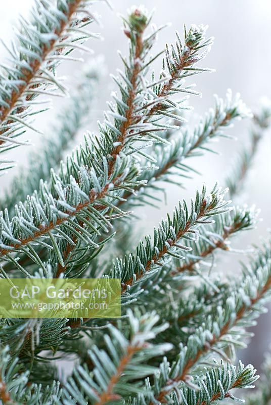 Frosty Picea abies - Épinette de Norvège ou arbre de Noël en décembre