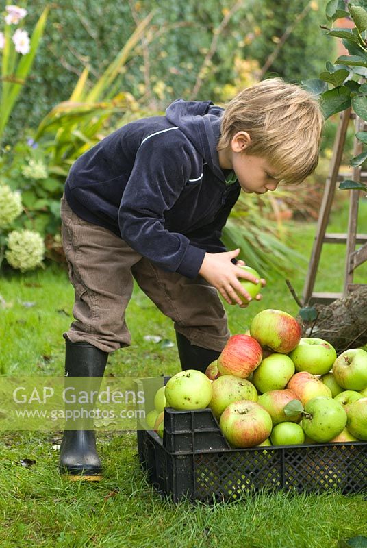 Petit garçon cueillant des pommes en octobre.