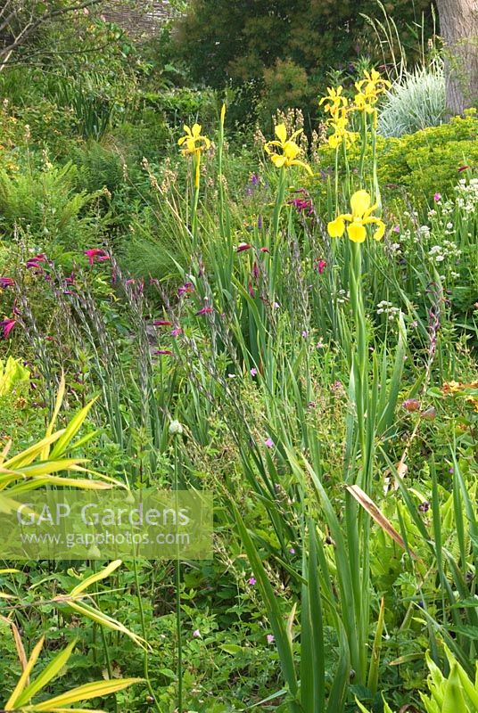Le fossé plein de fougères, Iris pseudacorus, Gladiolus byzantinus, Astrantias et Euphorbias à East Lambrook Manor Gardens, South Petherton, Ilminster, Somerset
