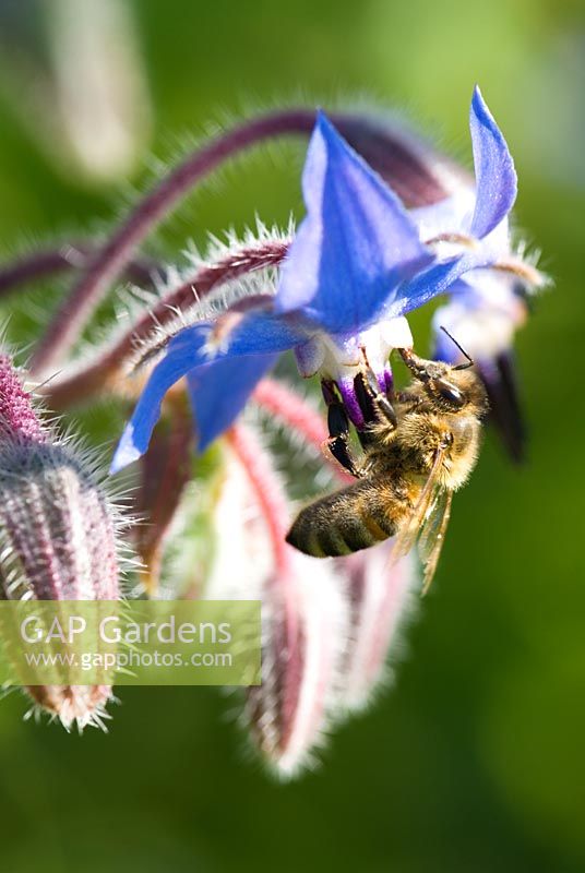 Borago officinalis - Bourrache avec abeille