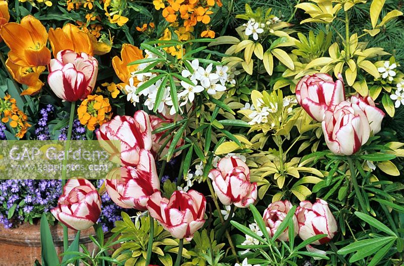 Tulipa 'Union Jack' émergeant à travers les feuilles parfumées et les fleurs de Choisya ternata et Choisya 'Aztec Pearl '.
