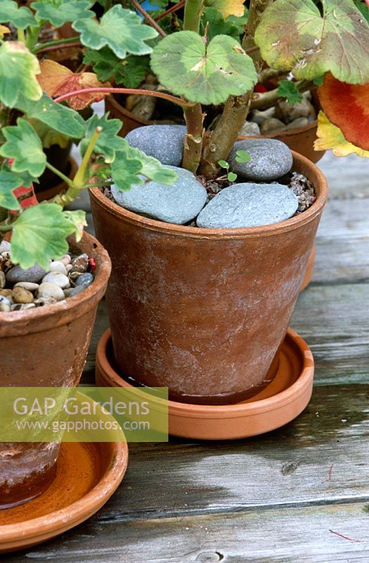 Soins de vacances - Pelargonium en pots en terre cuite avec des soucoupes pour l'arrosage d'été et de gros cailloux gris pour éviter le dessèchement.