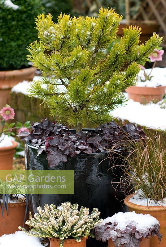 Pinus mugo 'Winter Gold' sous-planté d'Heuchera 'Obsidian' dans un pot avec d'autres pots recouverts de neige