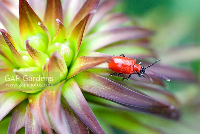 Lily Beetle - Lilioceris liliae sur les feuilles d'un Lilium Regale - Regal Lily