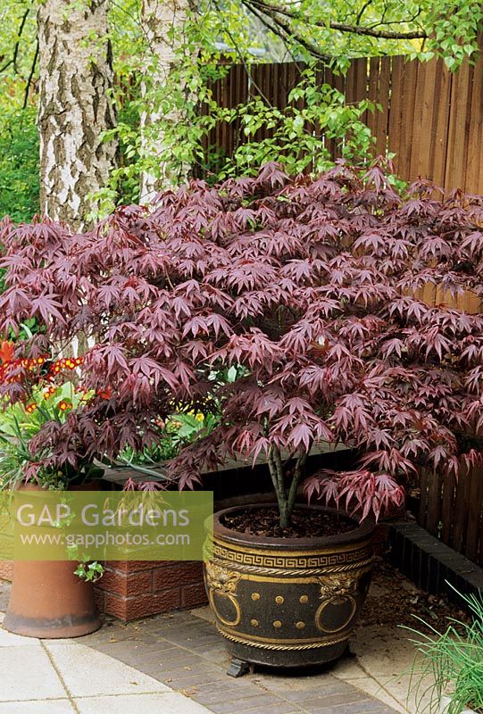 Acer palmatum 'Bloodgood' poussant dans un pot oriental assis sur des pieds de pot à l'ombre tachetée de bouleaux verruqueux