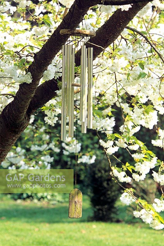 Carillons en tube d'acier sur Prunus en fleurs