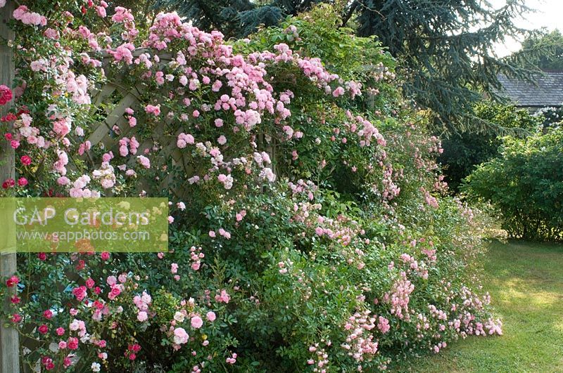 Roses roses sur une clôture en treillis - Tilford Cottage, Surrey