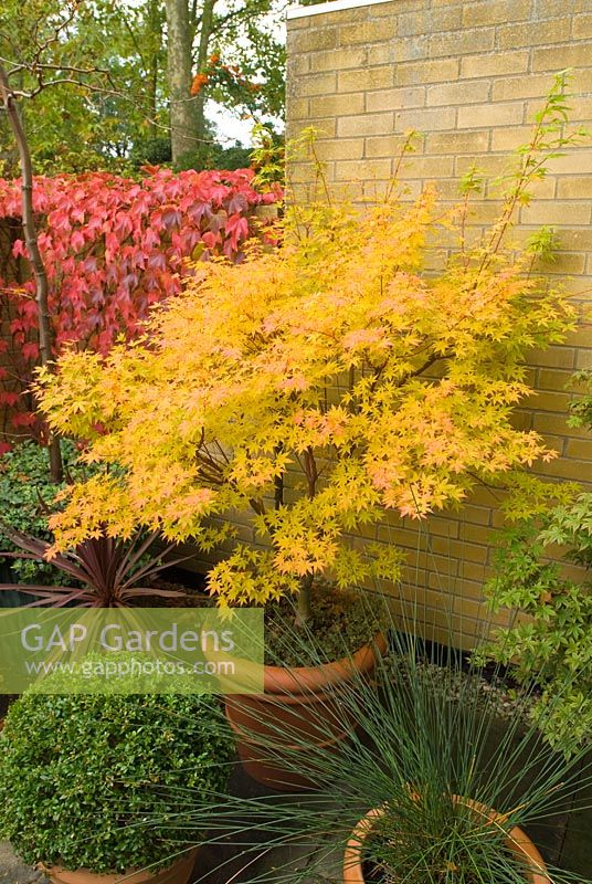 Acer palmatum 'Sango kaku' en pot dans une petite cour en automne