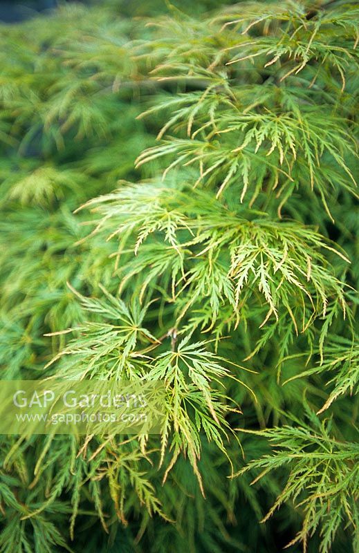 Acer palmatum 'Dissectum' - Érable japonais