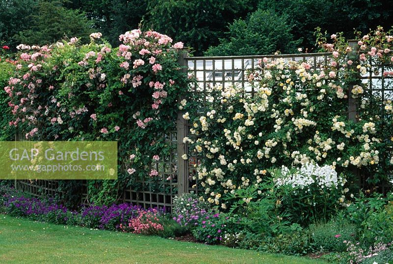 De plus en plus de roses sur treillis à Meadow Plants, Berks. De gauche à droite Rosa 'Clair Matin', Rosa 'Gardenia' et Rosa 'Francois Juranville'