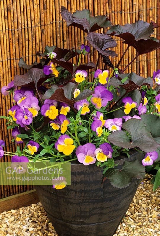 Plantation en pot sur le thème de la couleur avec Ligularia 'Britt Marie Crawford' et Viola