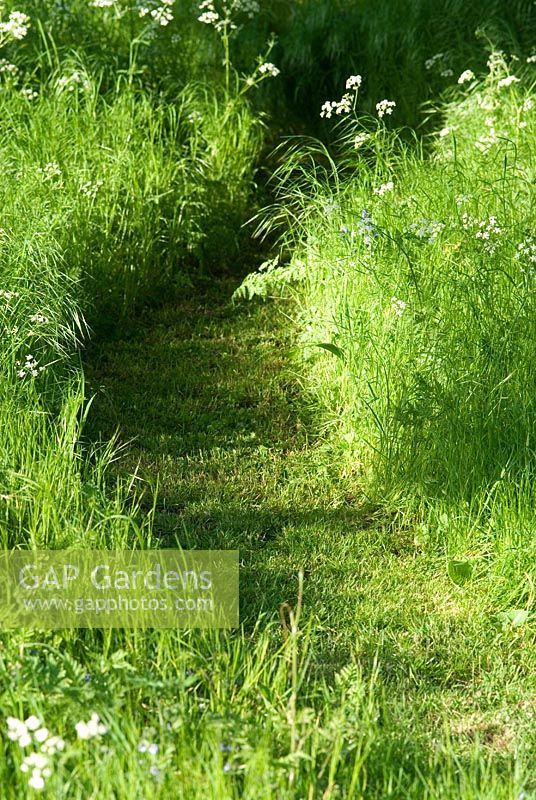 Chemin d'herbe fauchée avec Anthriscus sylvestris - Persil de vache poussant à l'orée du bois en mai
