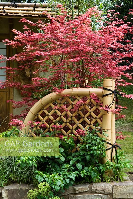 Acer palmatum 'De Shijo' et clôture en bambou dans le jardin de la cour de la princesse Moon East Wind II - RHS Chelsea Flower Show 2008
