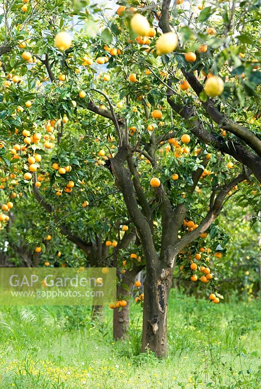 Citrus sinensis et Citrus Limon - Un verger de citrons et d'oranges dans le sud de l'Italie