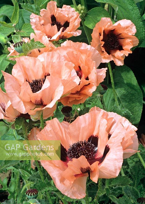 Papaver orientale 'Mme Perry'