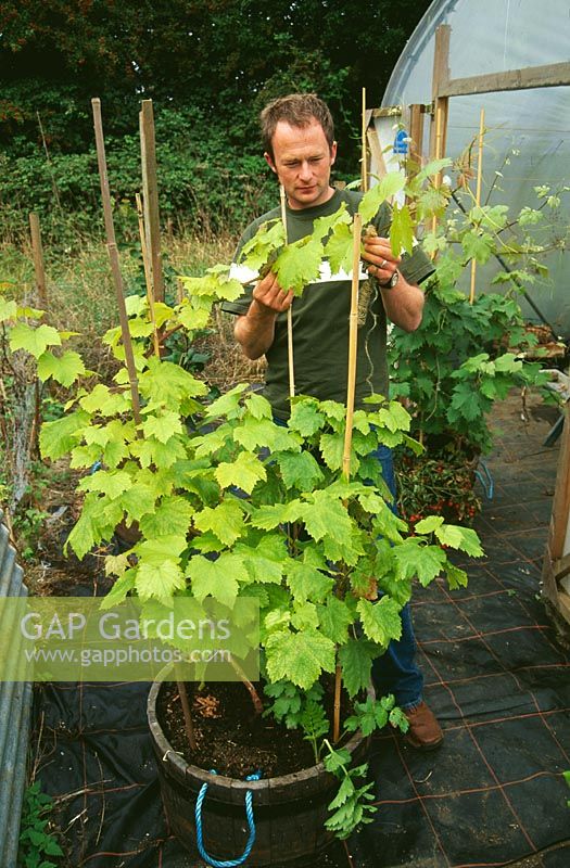 Homme formation Vitis - vigne poussant dans un pot en bois