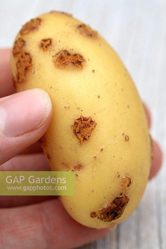 Solanum tuberosum 'Charlotte' - Pomme de terre biologique avec croûte de pomme de terre